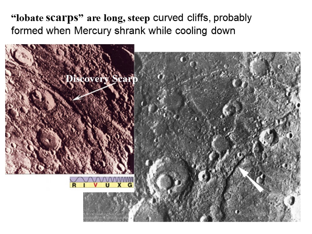 “lobate scarps” are long, steep curved cliffs, probably formed when Mercury shrank while cooling